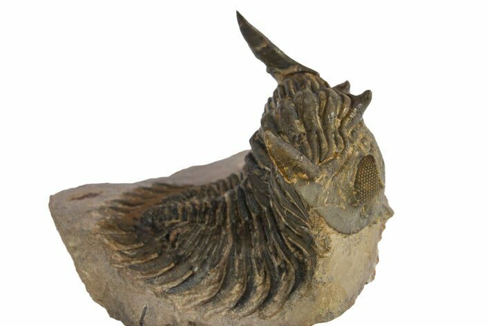 Detailed Metacanthina Trilobite - Lghaft, Morocco #310621